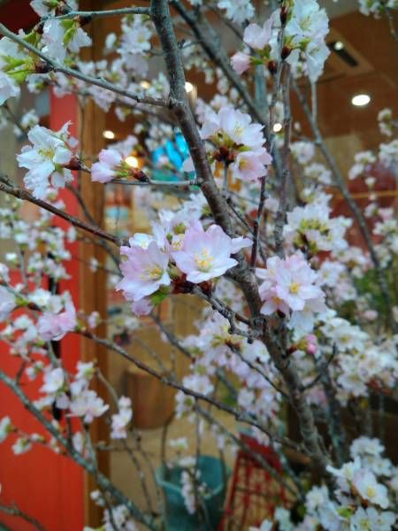 ２月２８日の桜