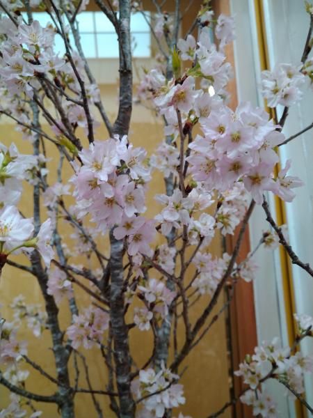 花粉対策していますか？