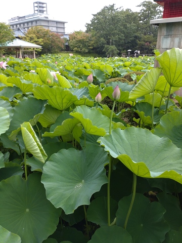 夏休みのお知らせ